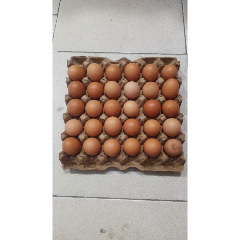

telur ayam