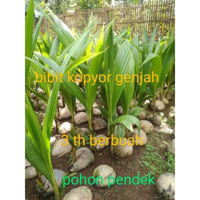 bibit kopyor genjah pati