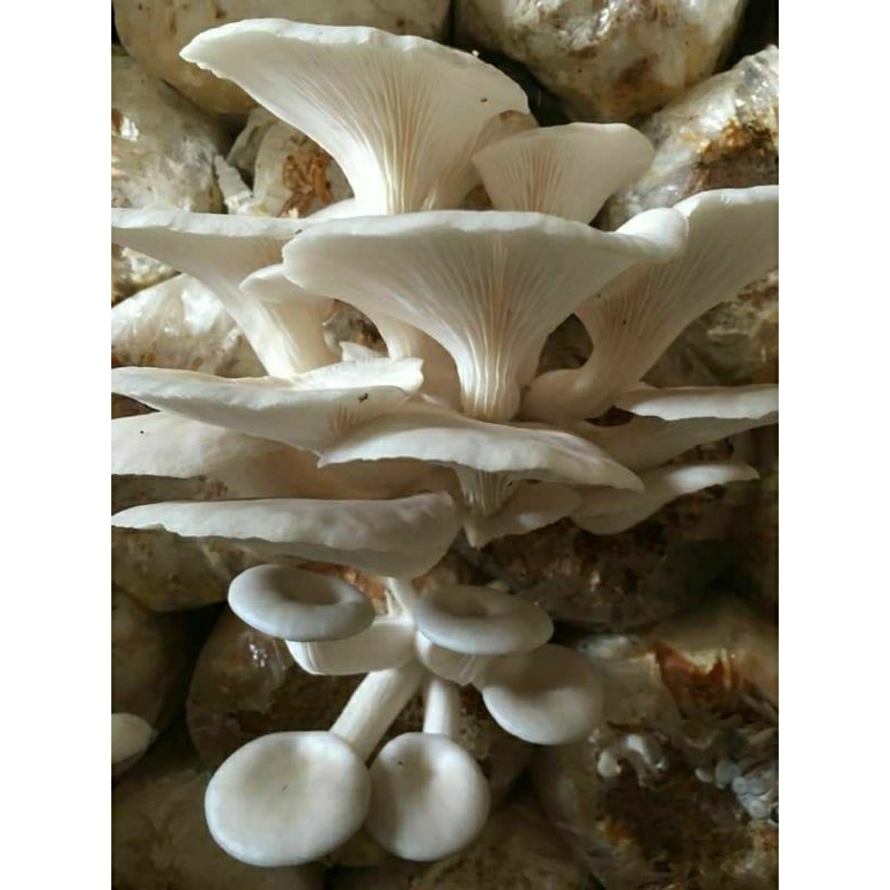 

BEGLOG JAMUR TIRAM 6PCS SIAP PANEN