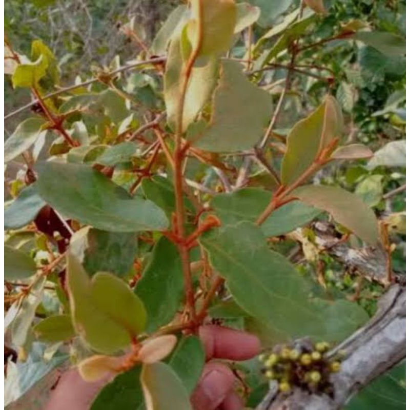 

binalu kopi di jamin asli