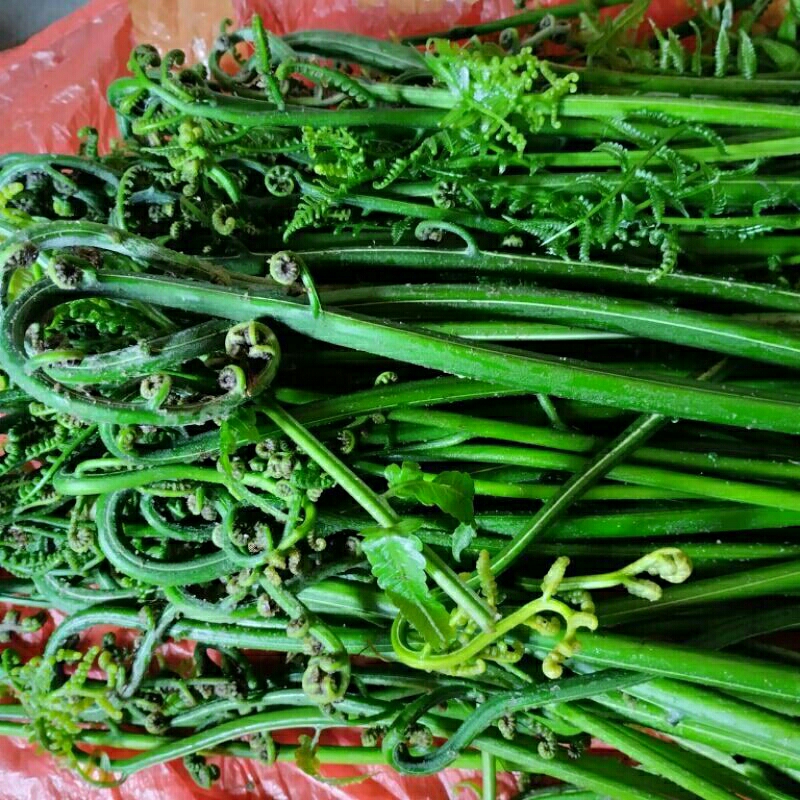 

pakis sayur jantung pisang nangka kembang romeh jahe merah jahe putih kelapa tutut sereh merah sereh putih