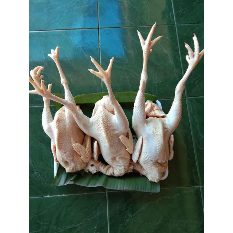 

ayam sotoan atau ayam merah bbt 1.8kg utuh