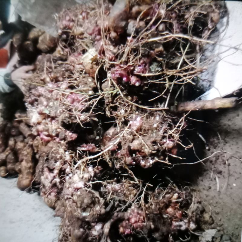 bibit/rimpamg umbi yacon tanaman langka kaya kesehatan dan manfaat