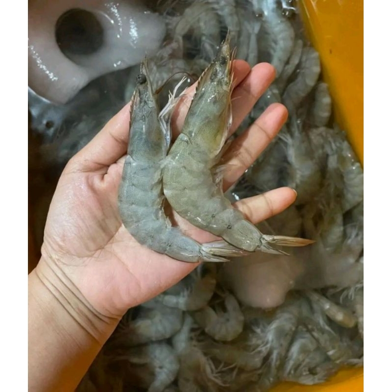 

Udang Vaname Ukuran sedang Udang hasil laut segar 1kg