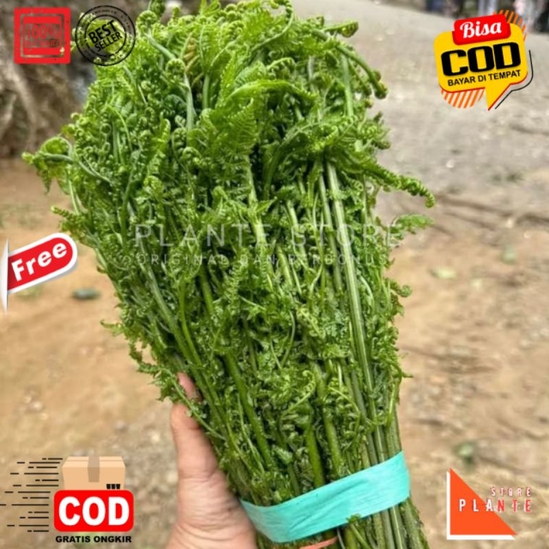 

PAKIS SAYUR 1 IKET 200 GRAM FRESH | JAMINAN FRESH DAN HIGIENIS