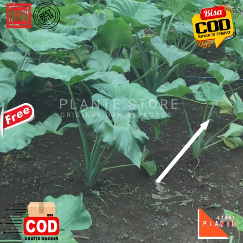 BIBIT TALAS KIMPUL TALAS BENTUL TALAS BELITUNG