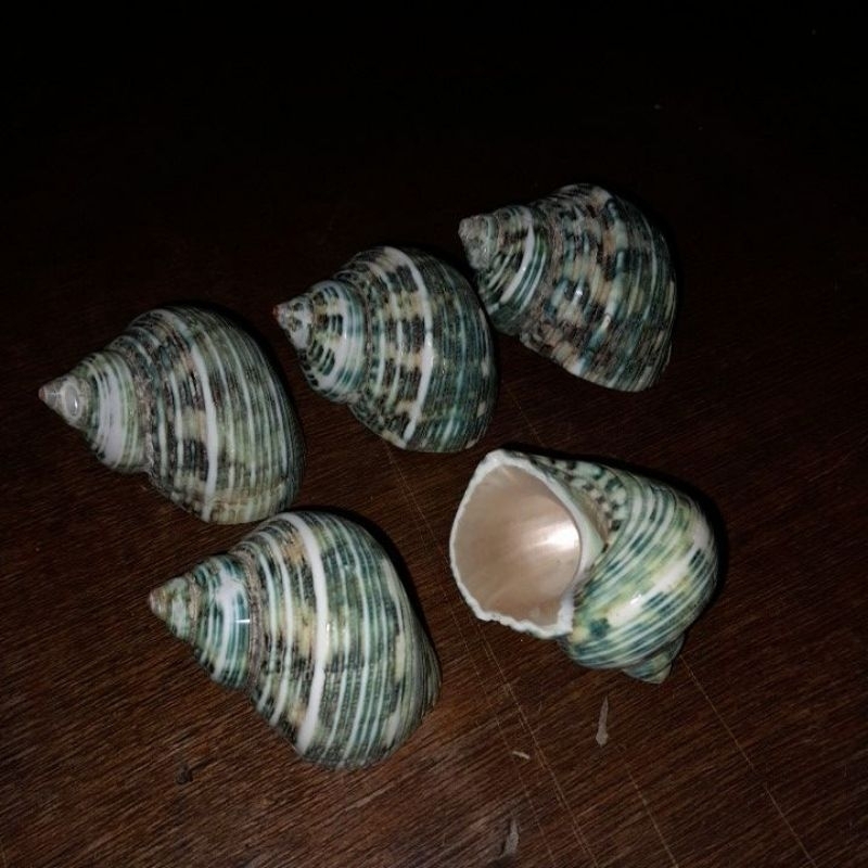 cangkang kosong kelomang uk M+ L XL XXL