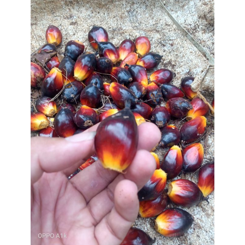 

Belanja d sini dijamin murah Buah sawit segar 1kg buat umpan pancing