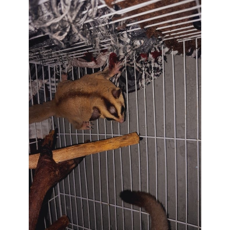 SUGAR GLIDER JENIS WHITE FACE [ JANTAN DEWASA ]