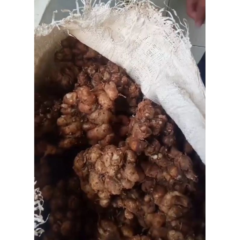 

Kencur segar 1 kg asli banten selatan