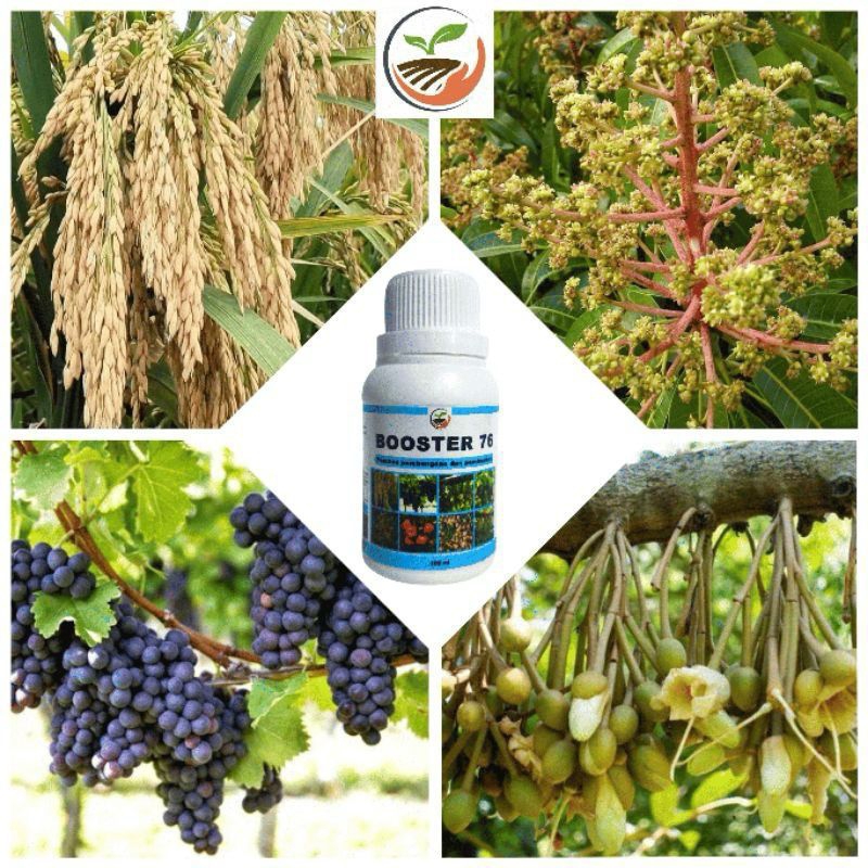 [ORINAL] Booster 76 Hormon Pembuahan & Pembungaan