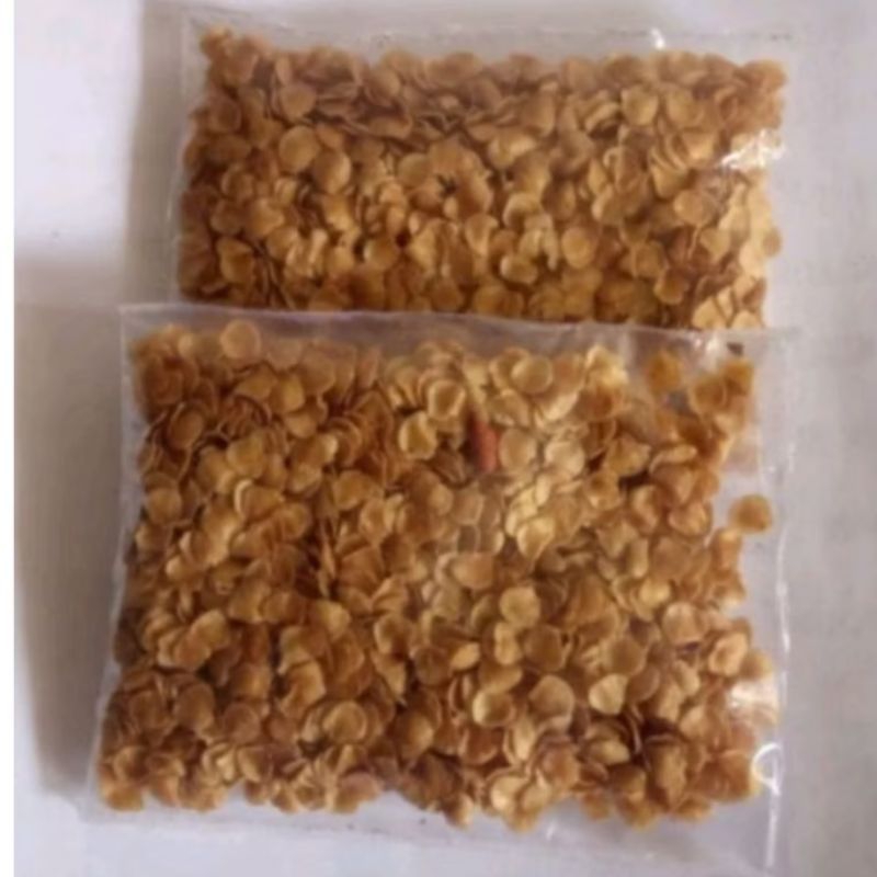 

Biji terong pari - terong hutan untuk obat sakit gigi 250 biji