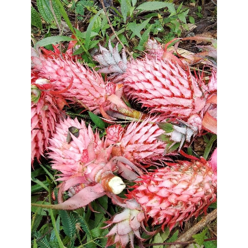 nanas merah muda nanas hutan per biji