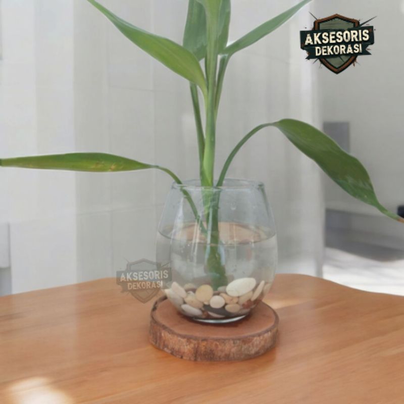 Vas Kaca Bulat | Vas Kaca Estetik | Vas Kaca Bunga | Vas Kaca Tanaman | Vas Tanaman Hidup | Vas Kaca
