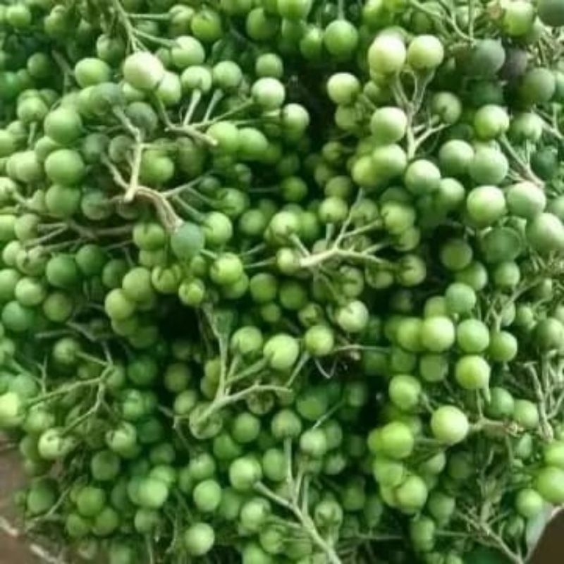 

pokak/rimbang 250 gram