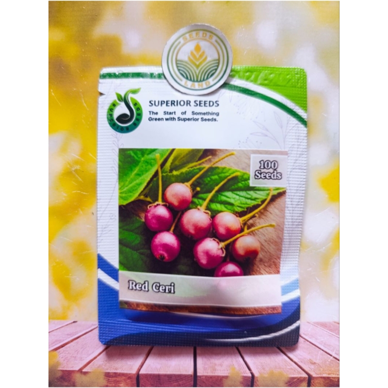 BIJI BENIH BUAH CERI KERSEN KEMASAN ORIGINAL ISI ± 100 BUTIR