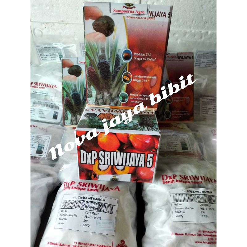 bibit kecambah sawit DxP Sriwijaya 5