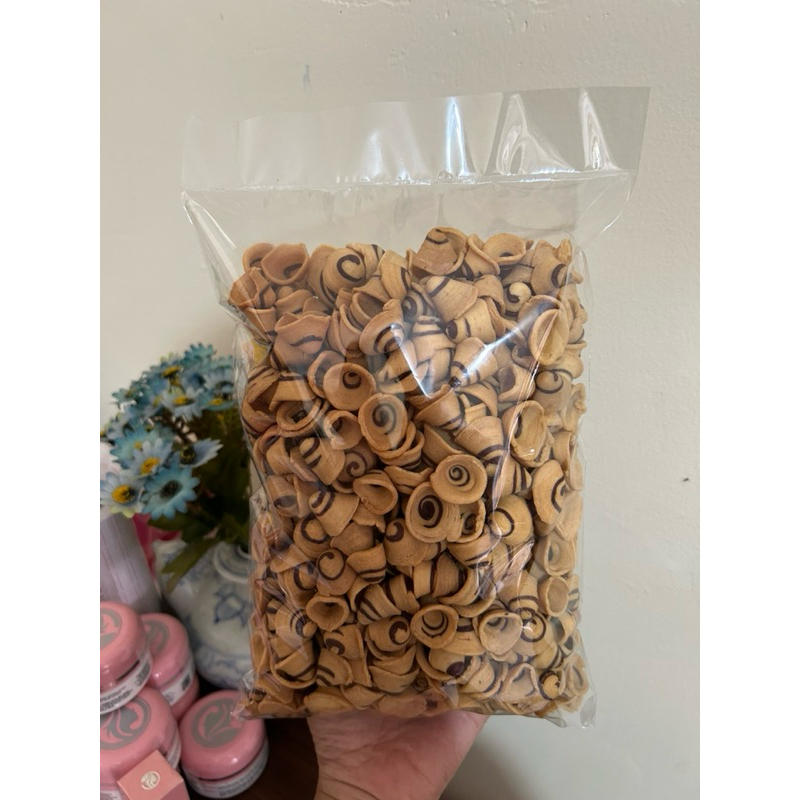 

KUPING GAJAH MINI