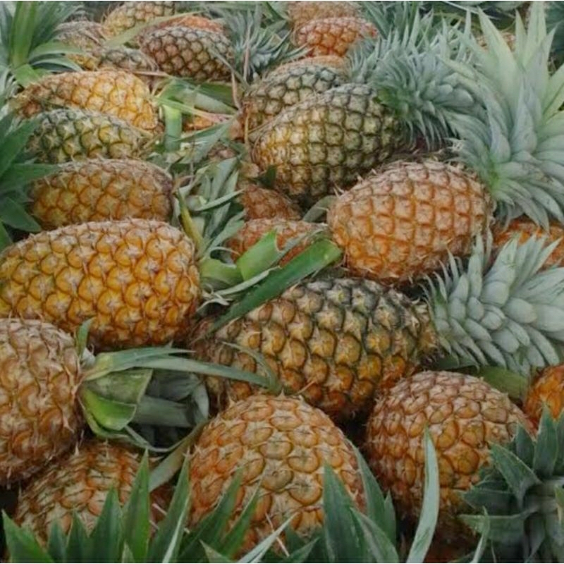 

Nanas Madu Fresh – Manis, Segar, dan Berkualitas