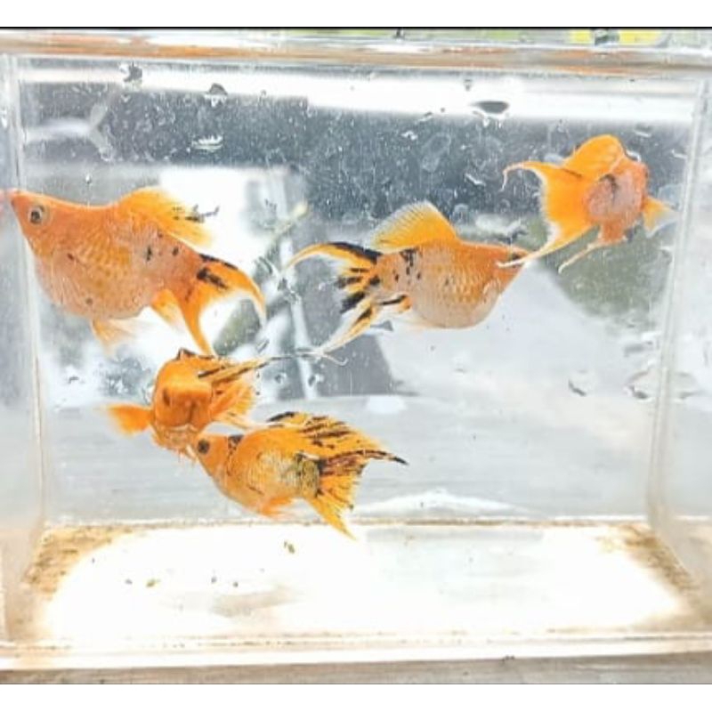 paket ikan molly request