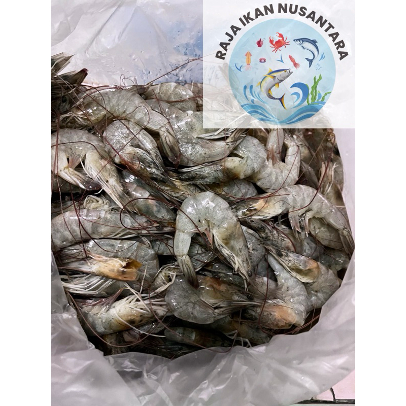 

UDANG VANAME KECIL SEGAR FRESH FROZEN PREMIUM TERMURAH