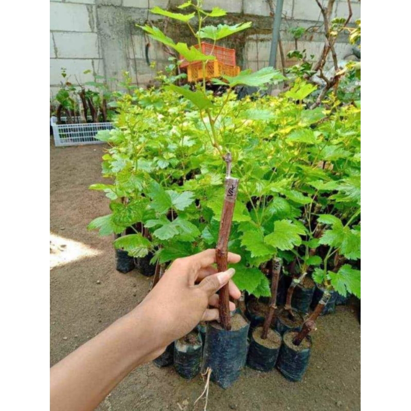 

Bibit anggur import