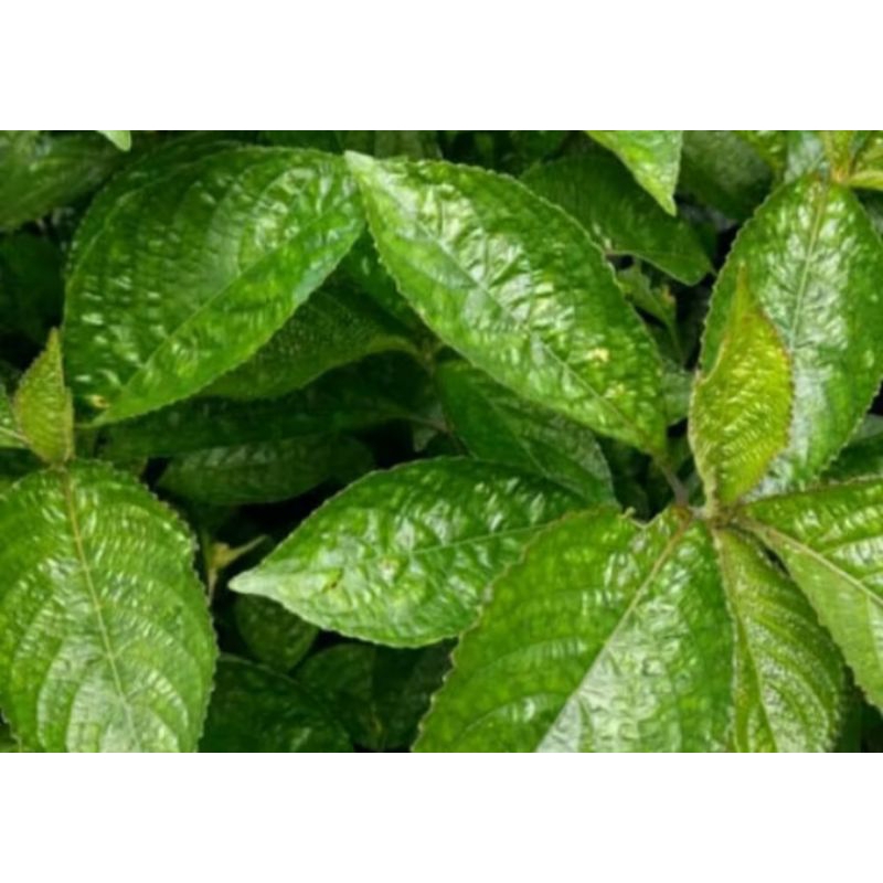 

Daun keji beling atau pecahbeling segar per 1 kg