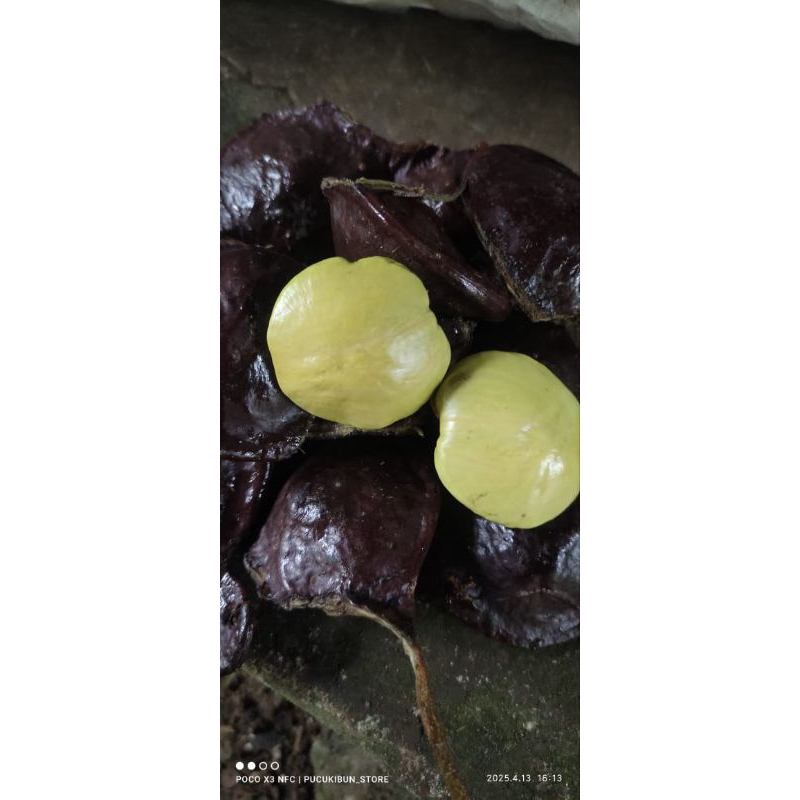 

JENGKOL MUDA BELUM DI KUPAS/LALAPAN JENGKOL(500g)