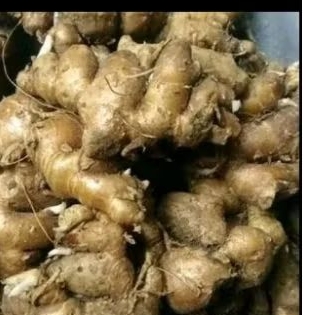 

kencur fresh 200g