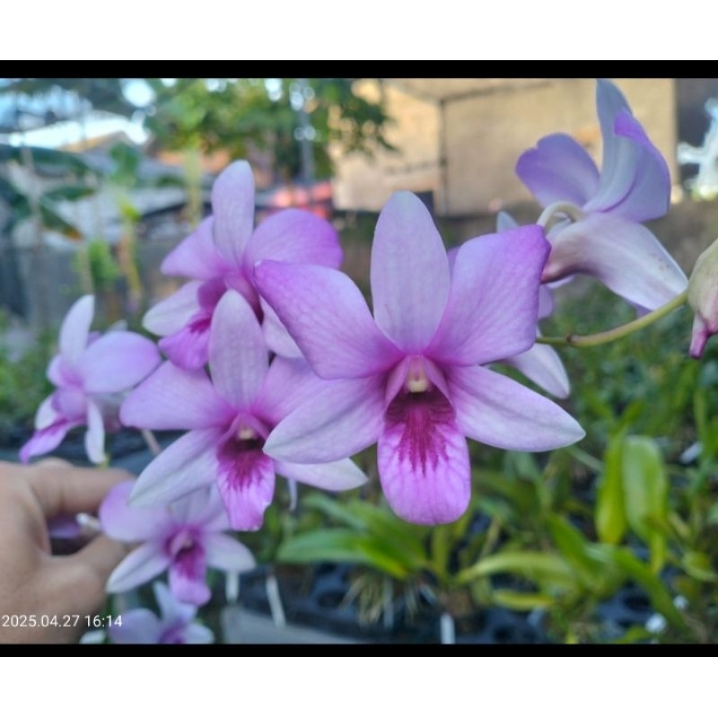 Dendrobium Mentangai