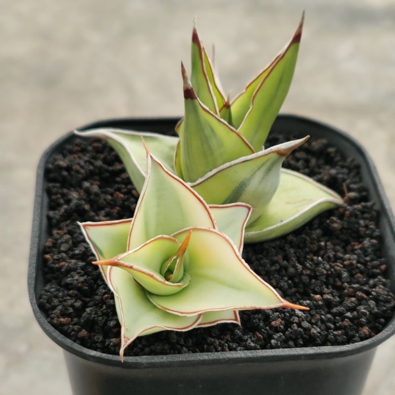 sansevieria pinguicula varigata aurea (induk+anak)