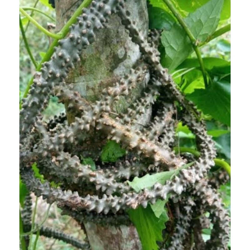 

Botrowali atau patrawali segar 100 gram