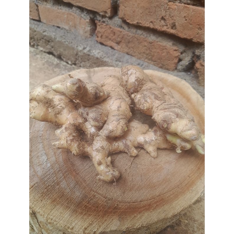 

jahe gajah kualitas super 1kg