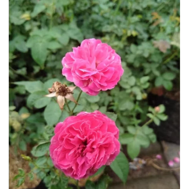 tanaman hias bunga mawar kampung // mawar kampung