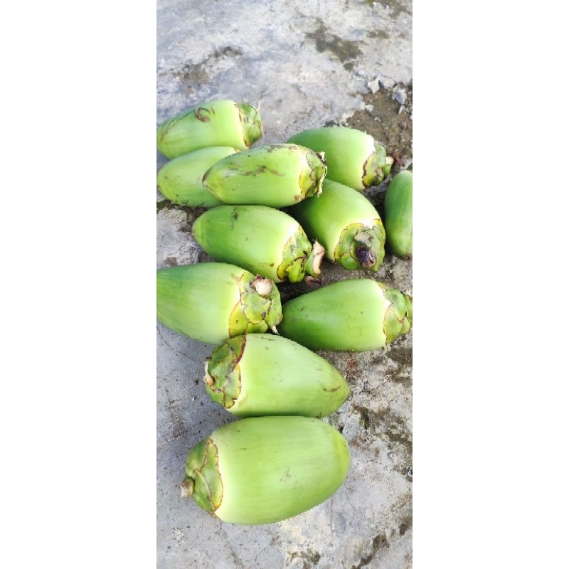 

tembuluk / beluluk / biruluk / kelapa kecil per 3 biji