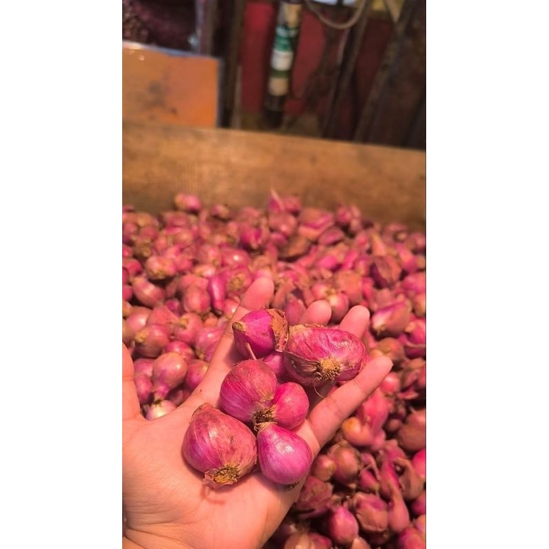 

Bawang merah Brebes