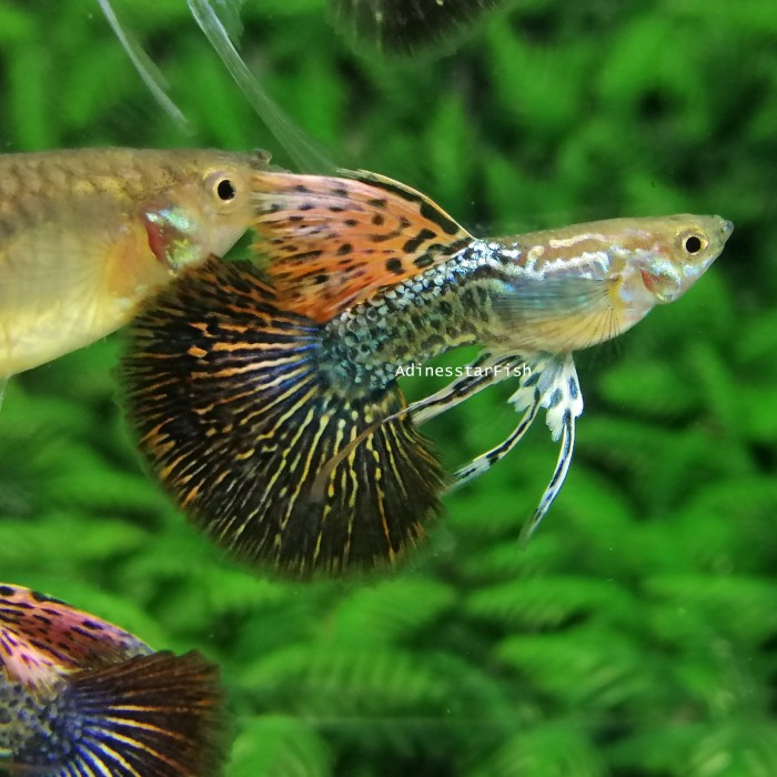 BELI 5 BONUS 1 - IKAN GUPPY RED DRAGON RIBBON / RED DRAGON BERDASI / IKAN HIAS GUPY RIBON