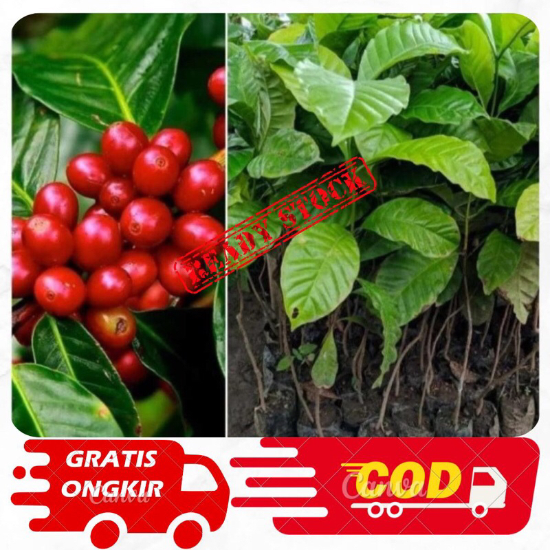 Bibit Kopi Arabika Unggul/Bibit Kopi Arabika Ateng unggul