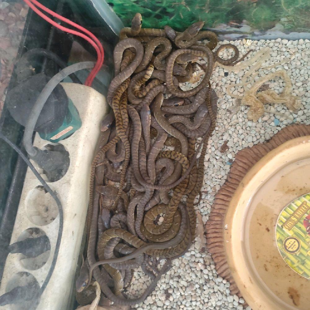 baby ptyas mucosus Colubridae