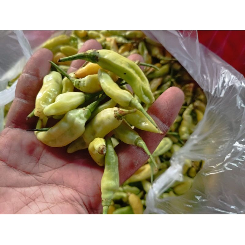 

CABE RAWIT HIJAU | CABE LALAP | PENDAMPING GORENGAN ASLI KAB. KEDIRI (500 gr & 1000)