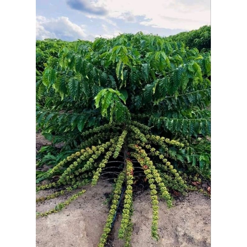 

biji kopi Vietnam super 50 biji harga 100,000