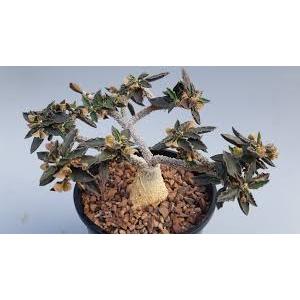 Euphorbia Ambovombensis Caudex