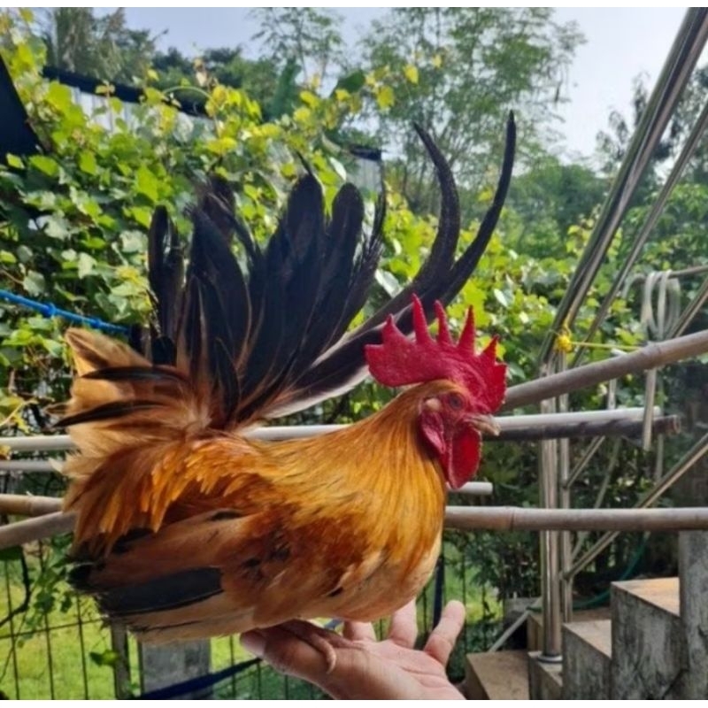 ayam kate jago sehat dan lincah