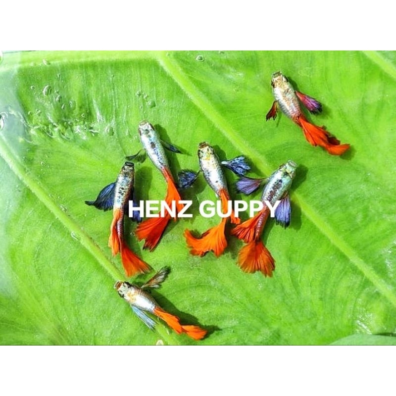 GUPPY PRTDE ISI 5 PASANG