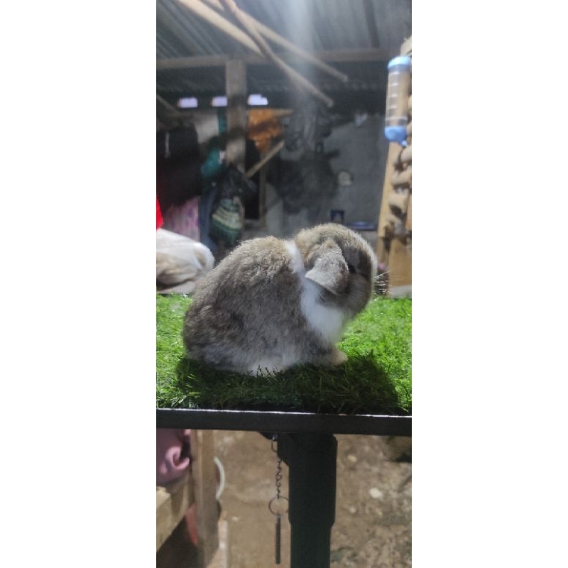 Kelinci Holland Lop