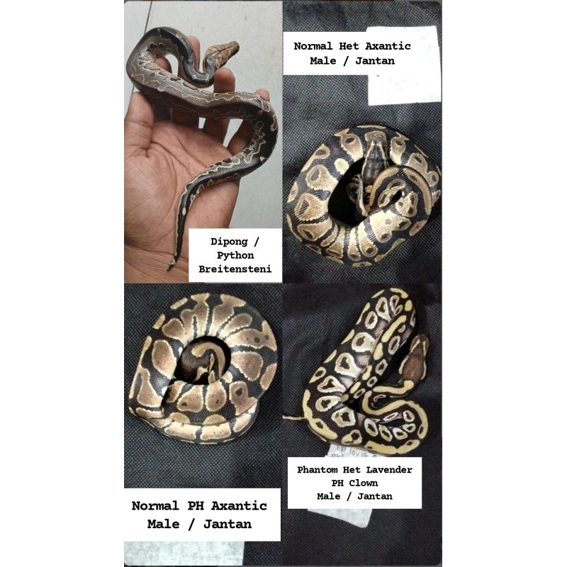 pelet hewan ballpython dipong
