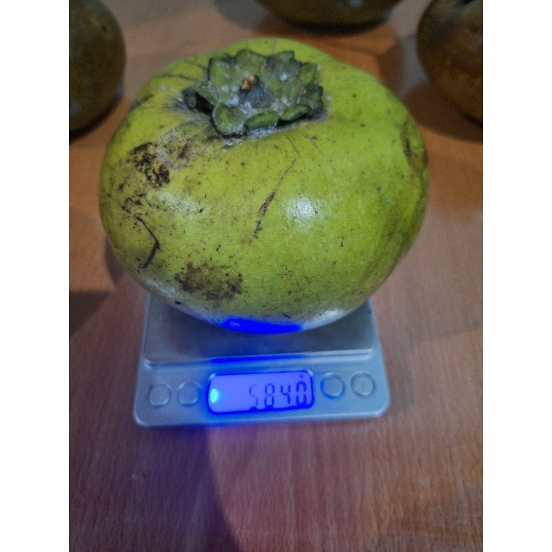 

Buah black sapote