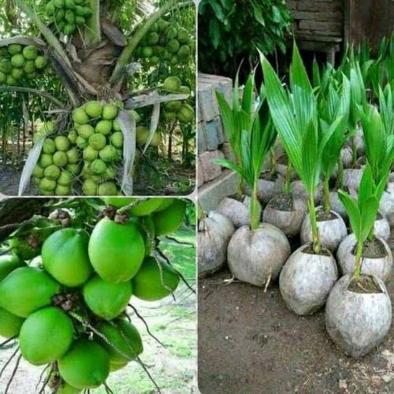 bibit Kelapa hibrida hijau cepat berbuah