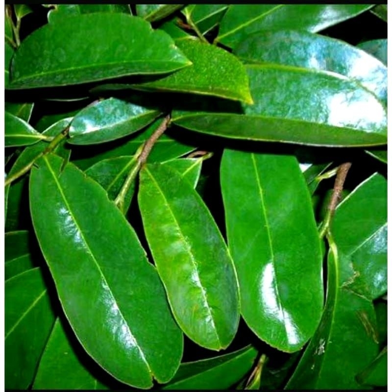 

DAUN SIRSAK TUA SEGAR ORGANIK KHUSUS UNTUK OBAT HERBAL KANGKER AUTOIMUN