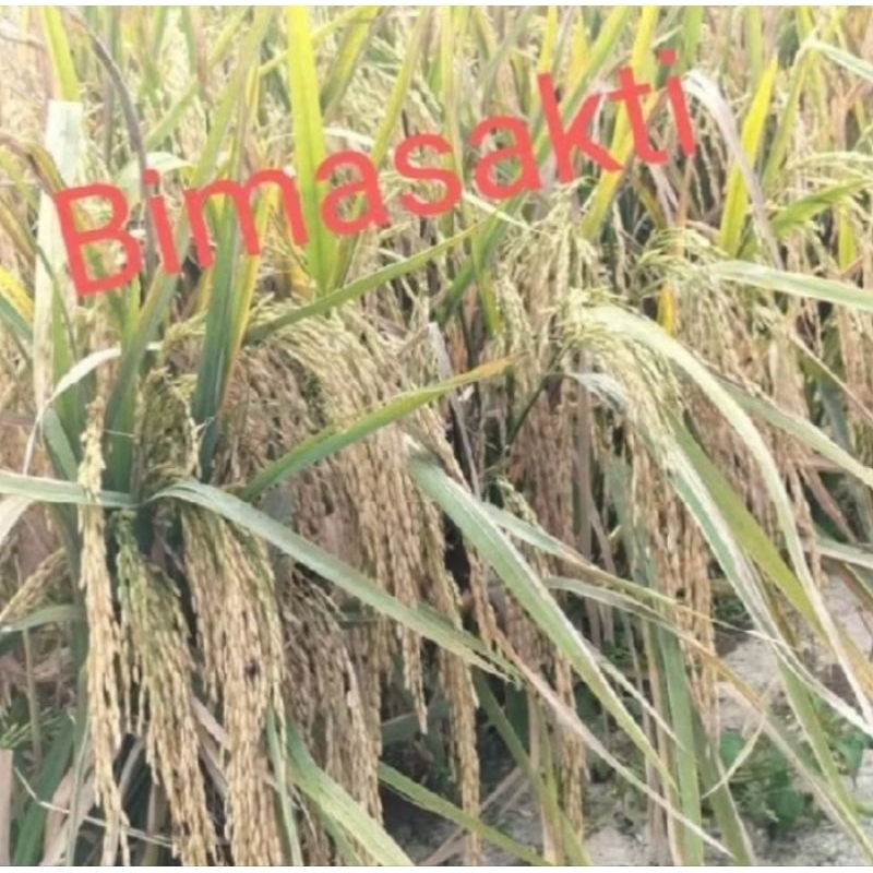 BENIH BIBIT PADI BIMA SAKTI SUPER KEMASAN 5KG